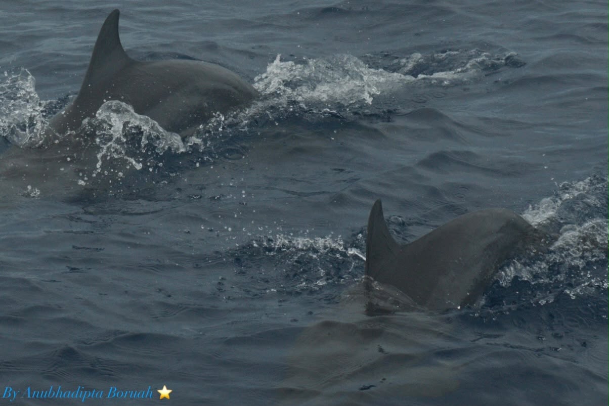 Two dolphines diving into vast ocean waters.